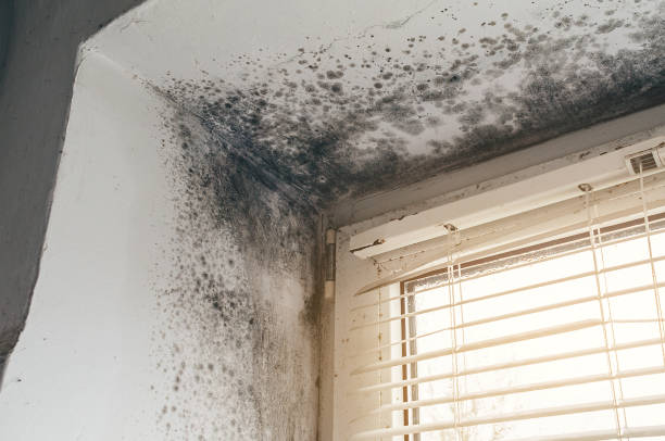 Trusted Mold Inspection service in Asbury Park, NJ - Cheap Mold Removal