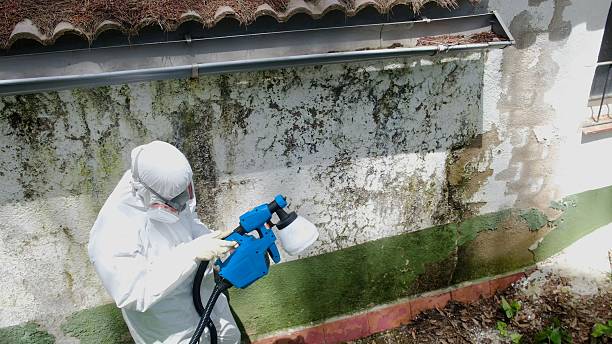 Trusted Mold Removal service in Asbury Park, NJ - Cheap Mold Removal